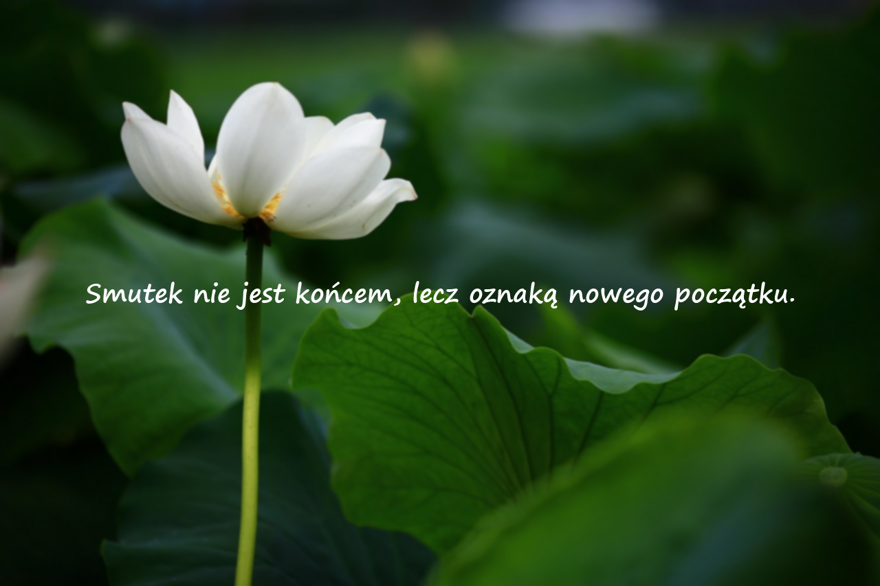 Cytaty o zdradzie