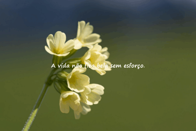 Frases sobre esforço