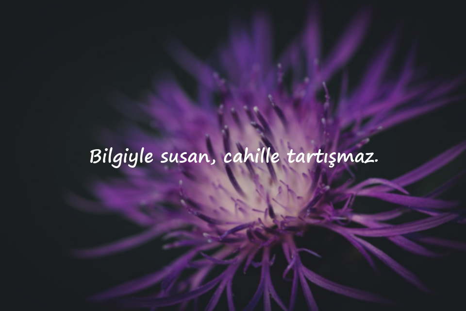 Cahillikle İlgili Sözler