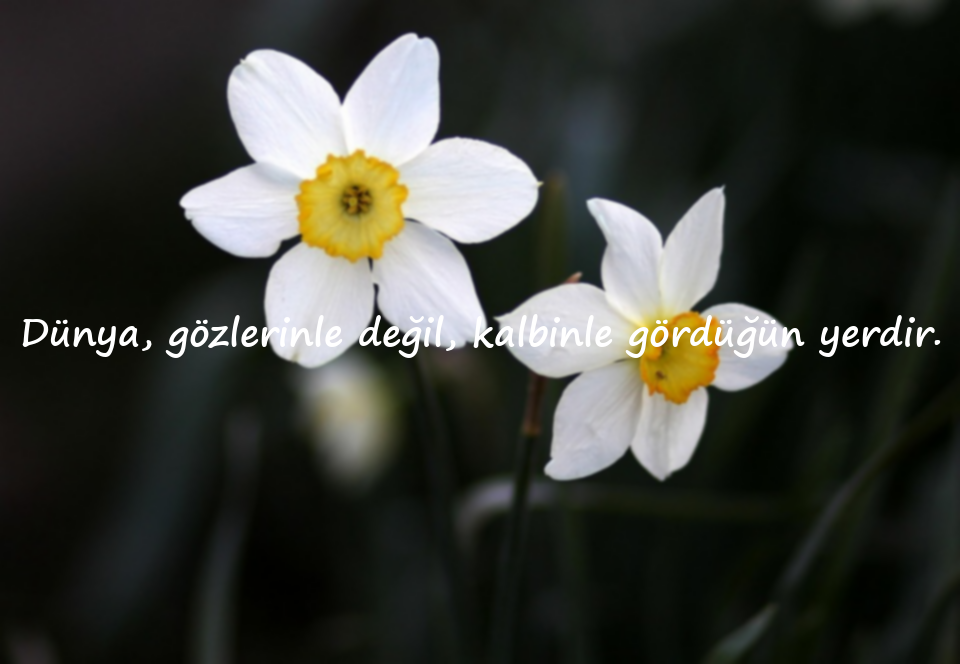 Dünya İle İlgili Güzel Sözler