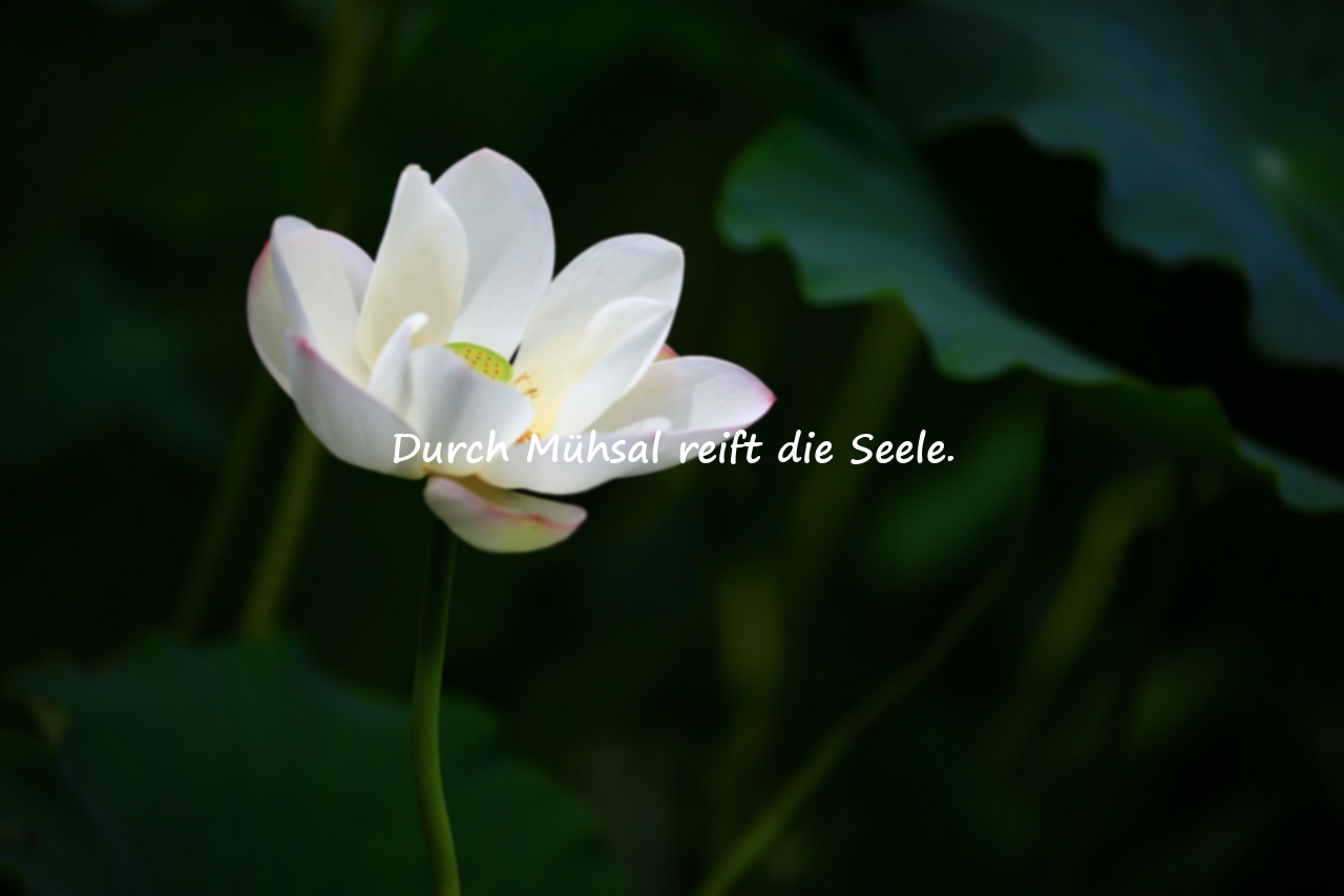 Zitate über die Mühsal