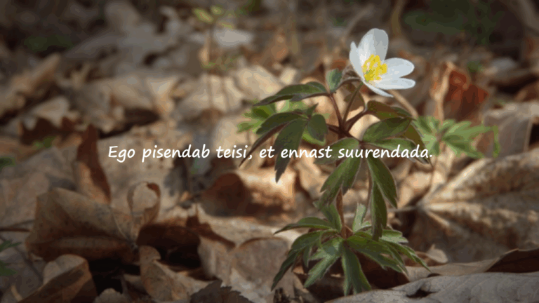 Tsitaadid Ego Kohta