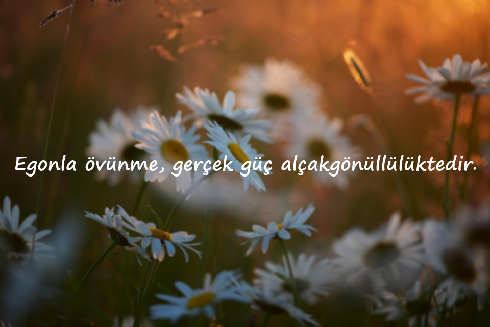 Ego İle ilgili sözler