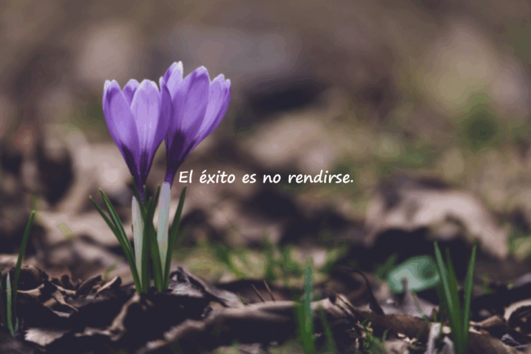 Frases sobre el éxito