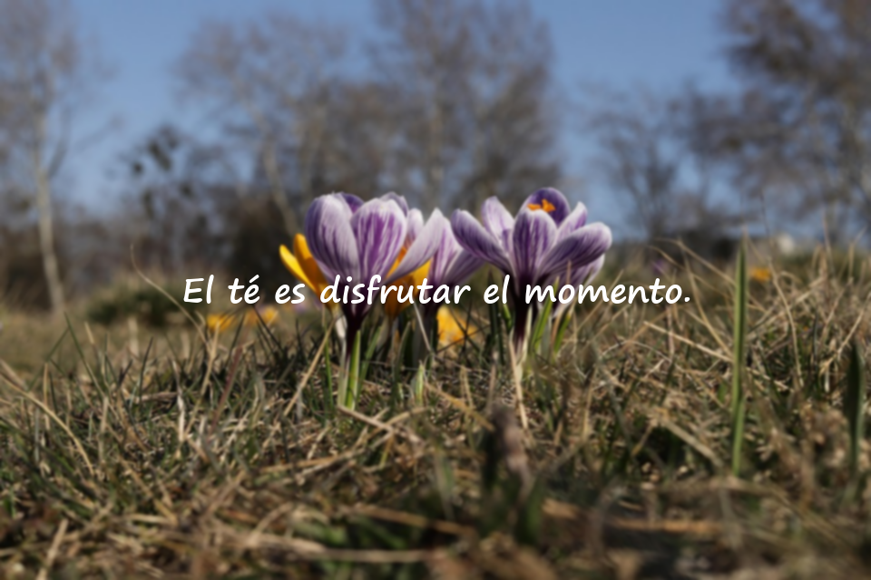 Frases sobre el té