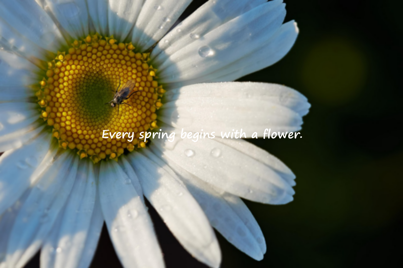 Quotes About Flowers