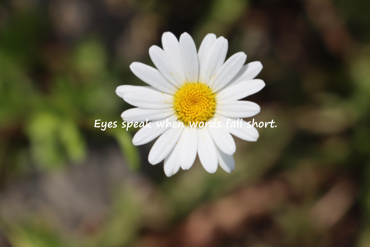 Meaningful and Beautiful Quotes About Eyes