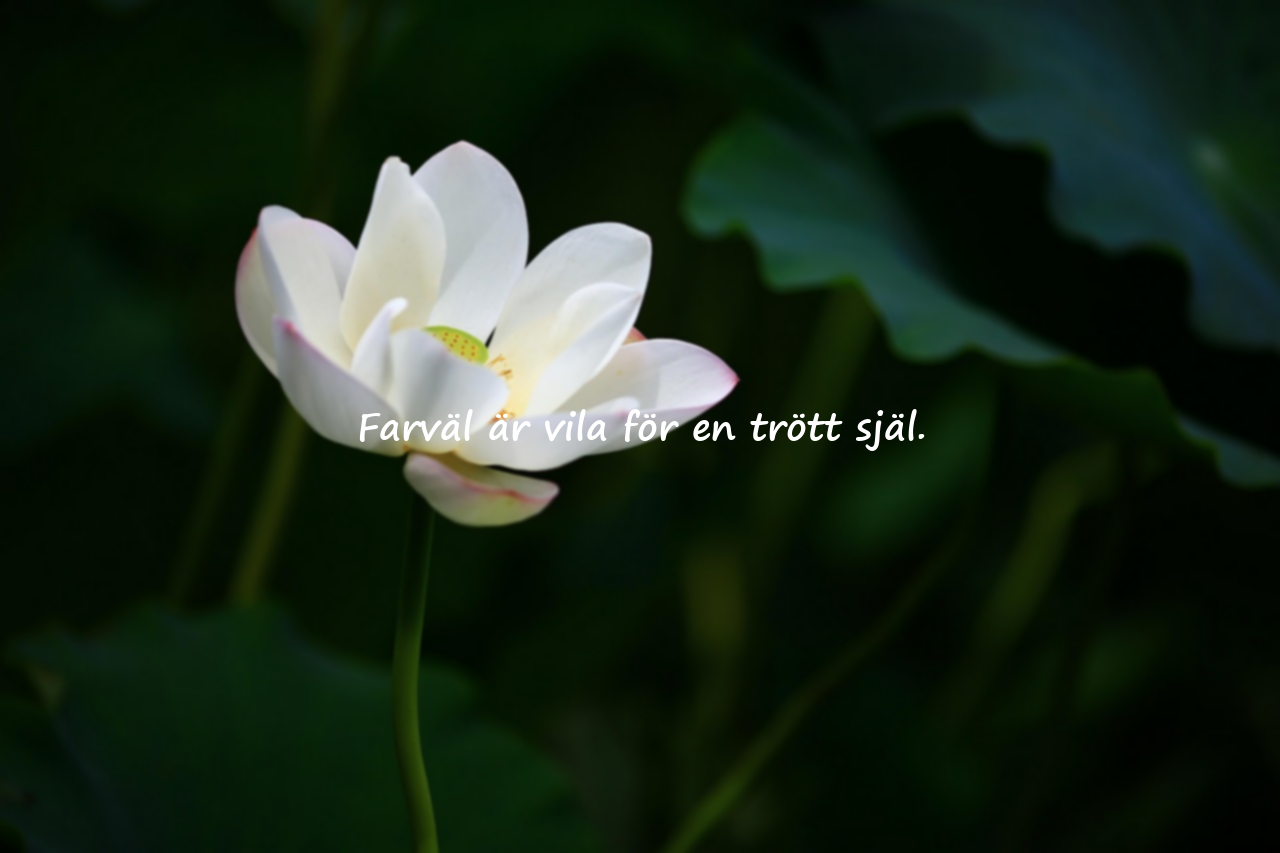 Farväl Citat
