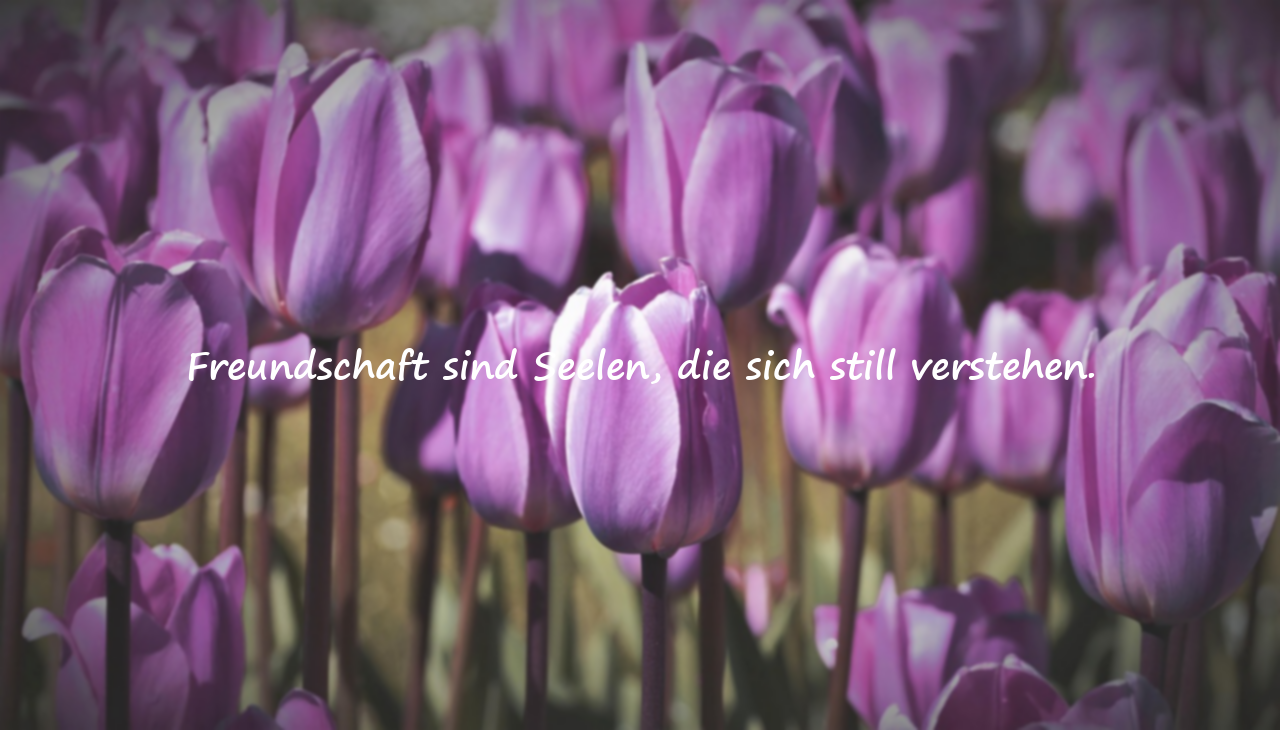 Zitate über Freundschaft