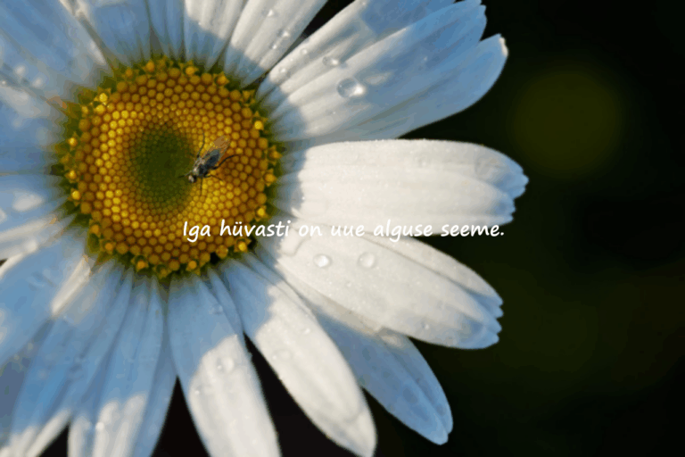 Hüvastijätusõnad