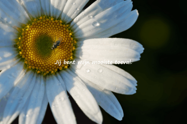 Muurcitaten – Liefdesthema