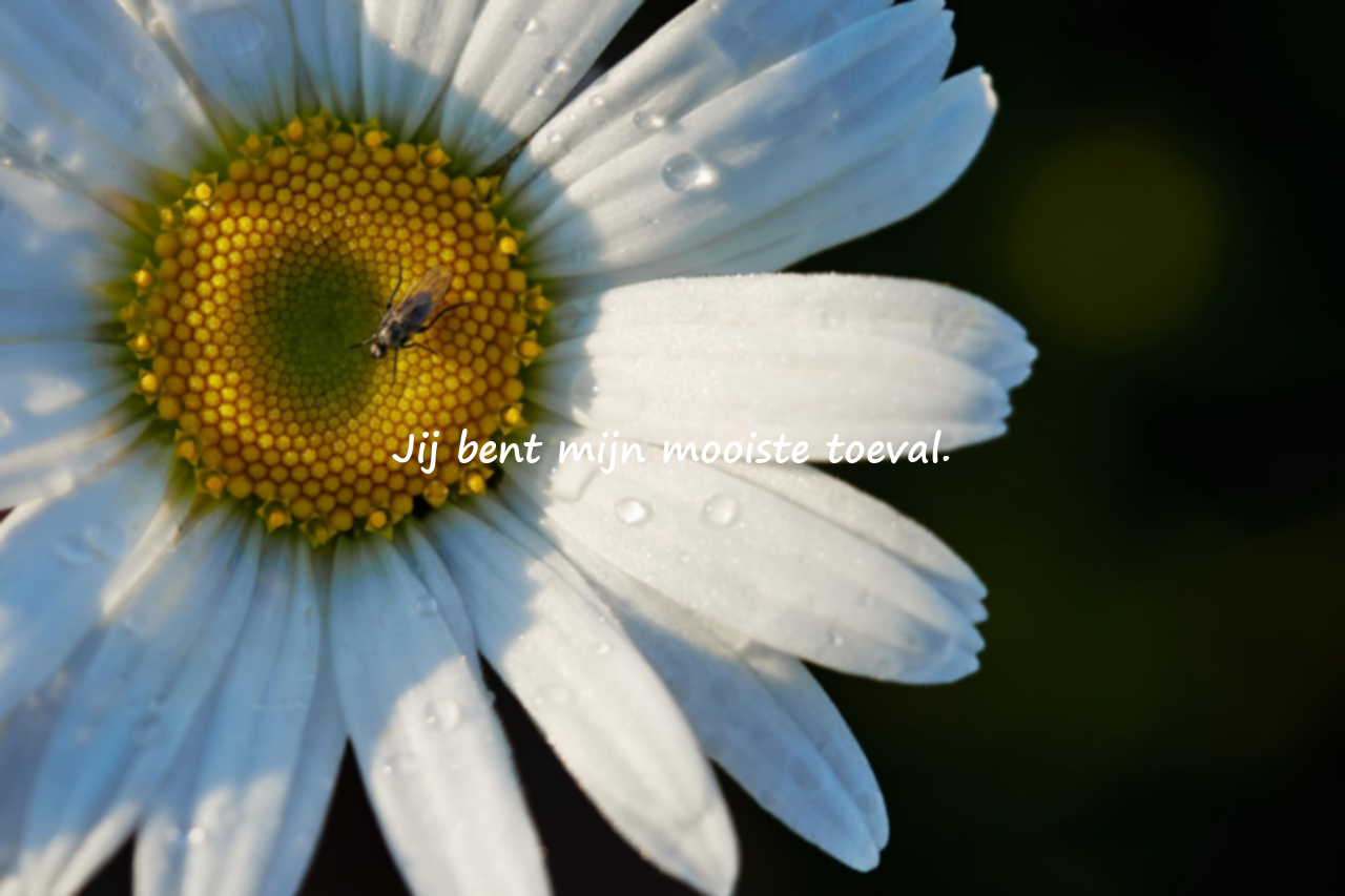 Muurcitaten – Liefdesthema