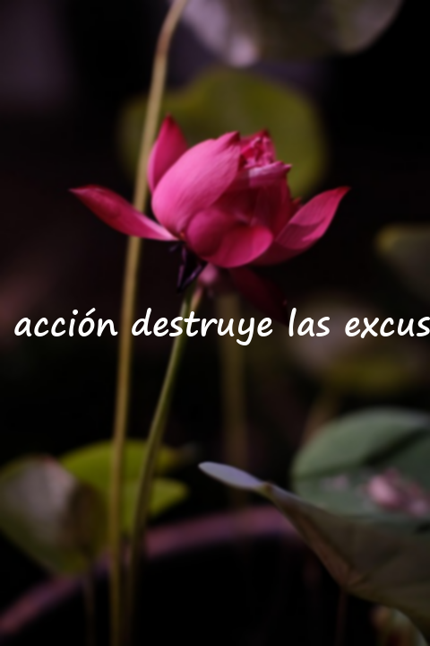 Excusas y Acción