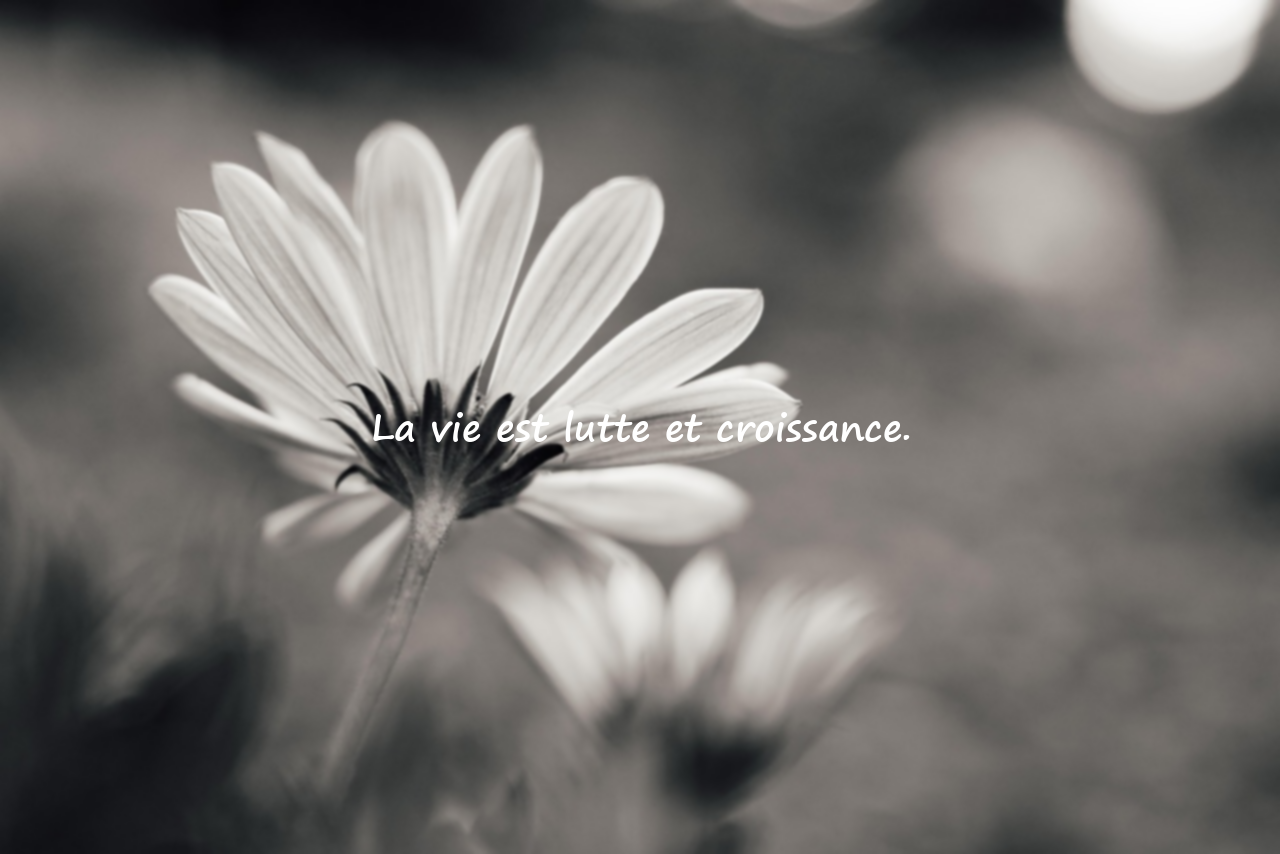 Belles citations sur la vie