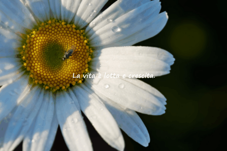 Belle frasi sulla vita