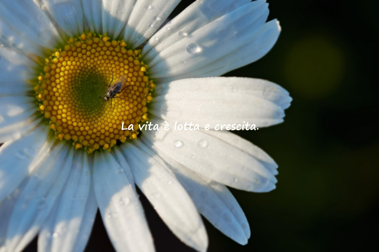 Belle frasi sulla vita