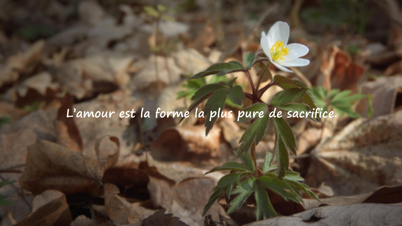 Citations sur le sacrifice