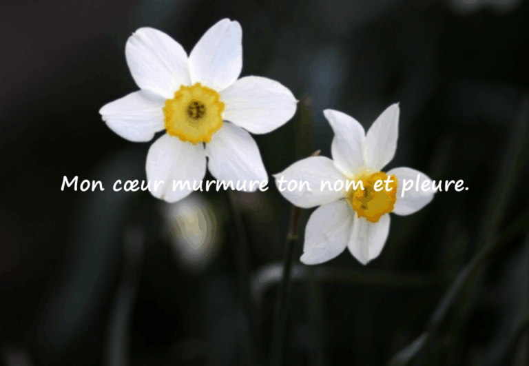 Phrases de rupture