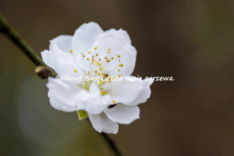 Emocjonalne Cytaty Miłosne
