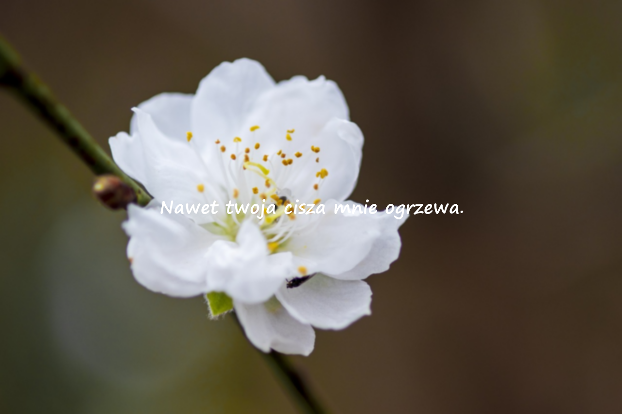 Emocjonalne Cytaty Miłosne