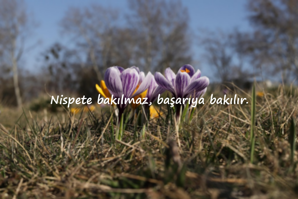 nispet ile ilgili sözler