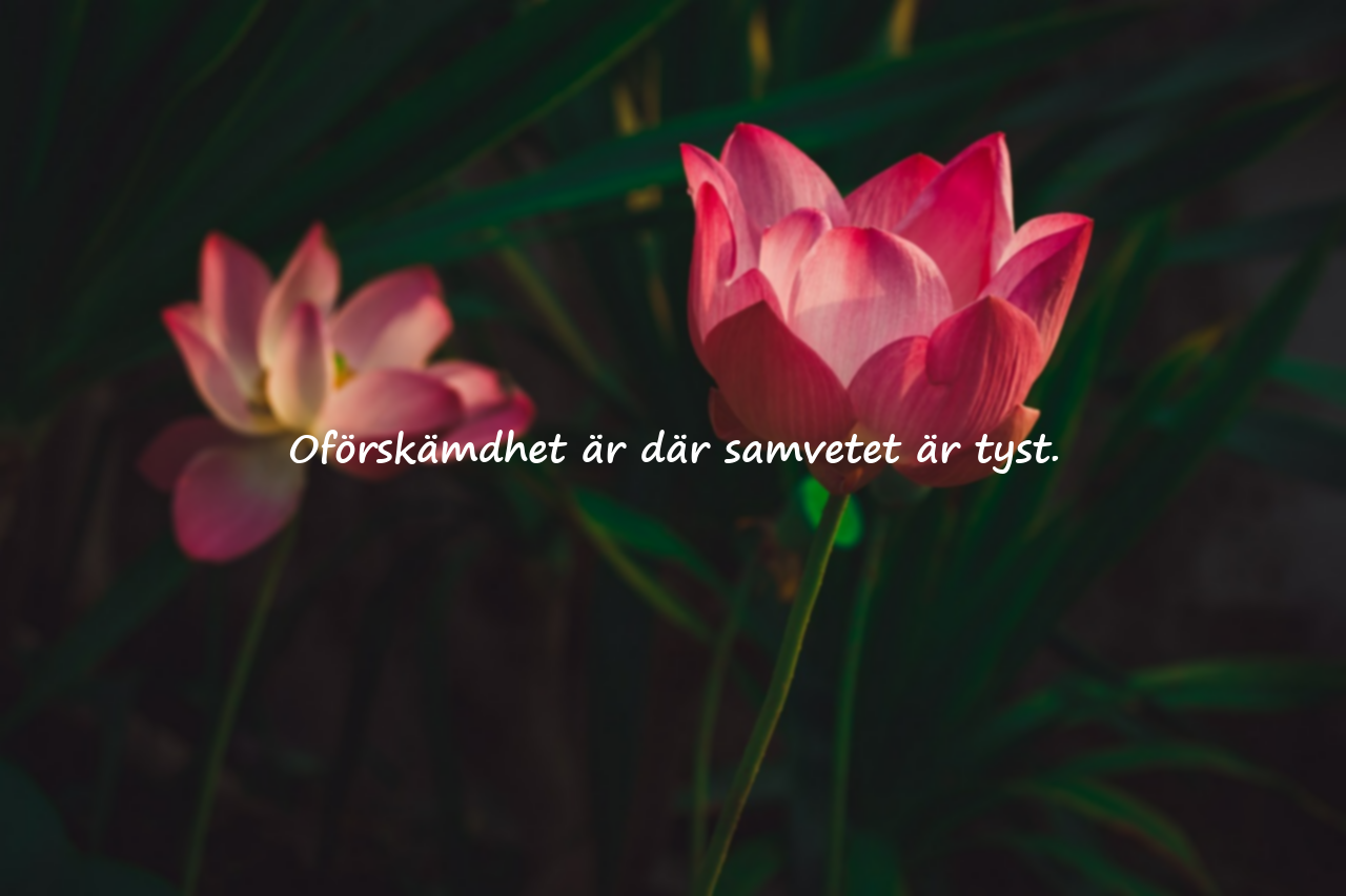 Citat om oförskämdhet