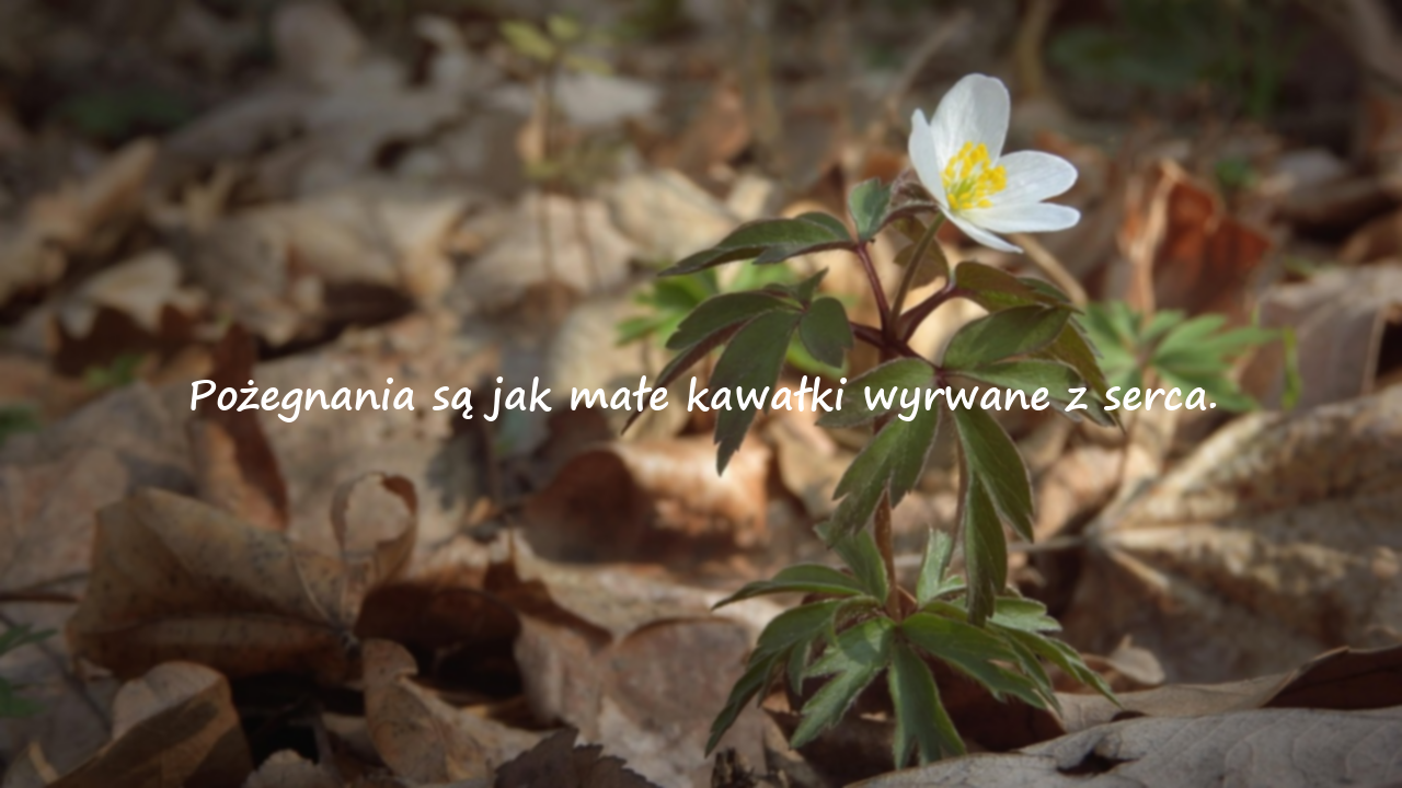 Słowa Pożegnania