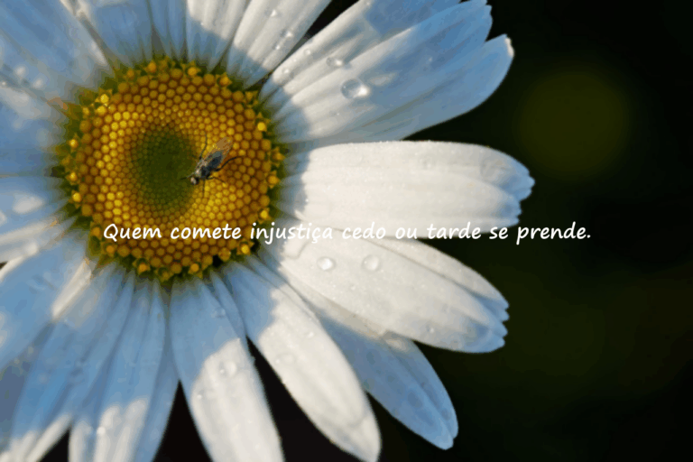 Frases sobre injustiça