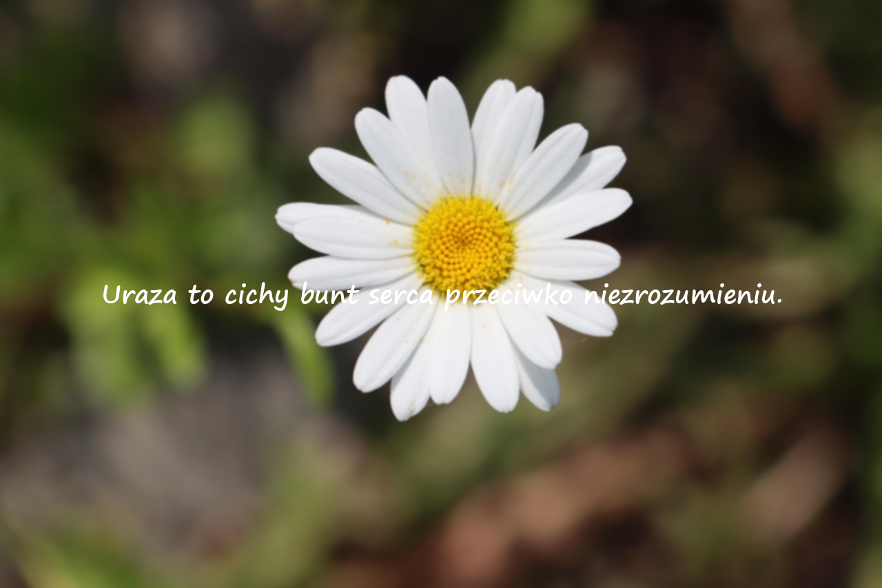 Znaczące cytaty o urazie i żalu