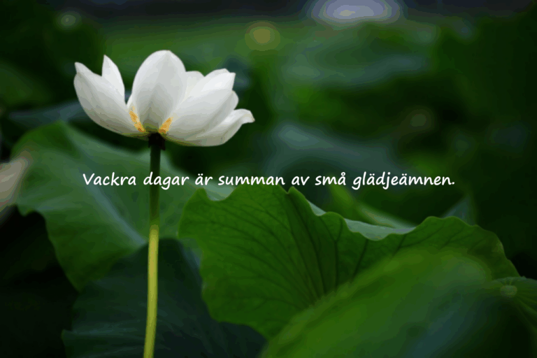Citat om Vackra Dagar