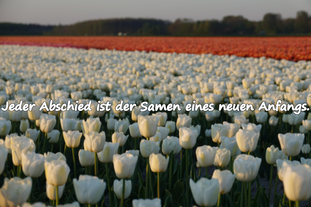 Abschiedssprüche