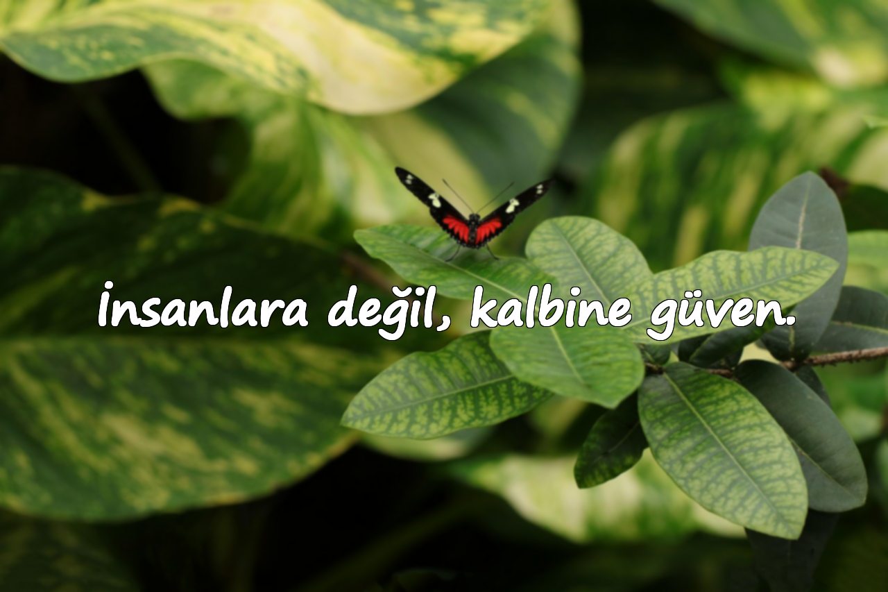 İnsanlara değil, kalbine güven.