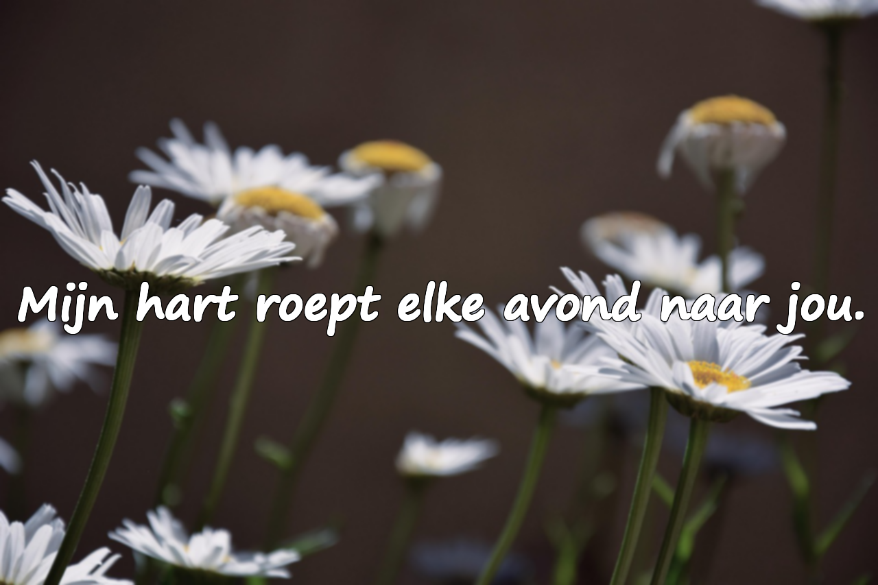 Avondswoorden