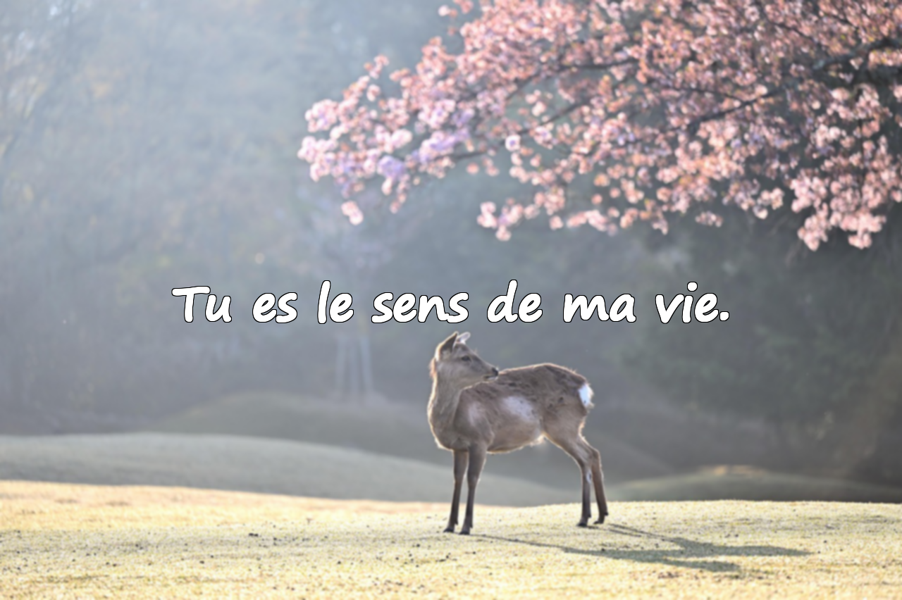 Beaux mots pour votre conjoint(e)