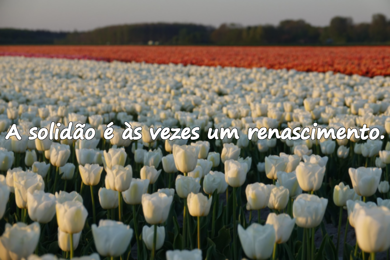 Belas frases sobre a solidão
