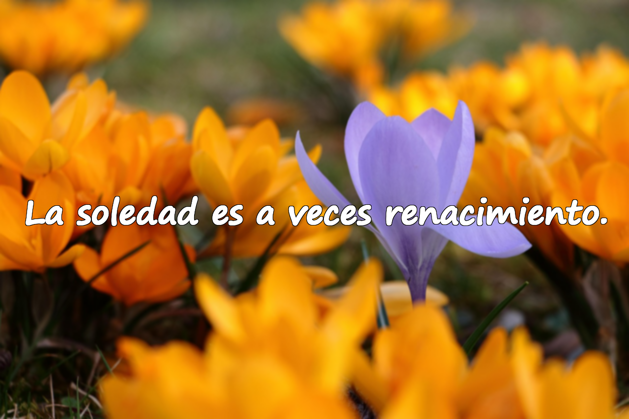 Bellas frases sobre la soledad