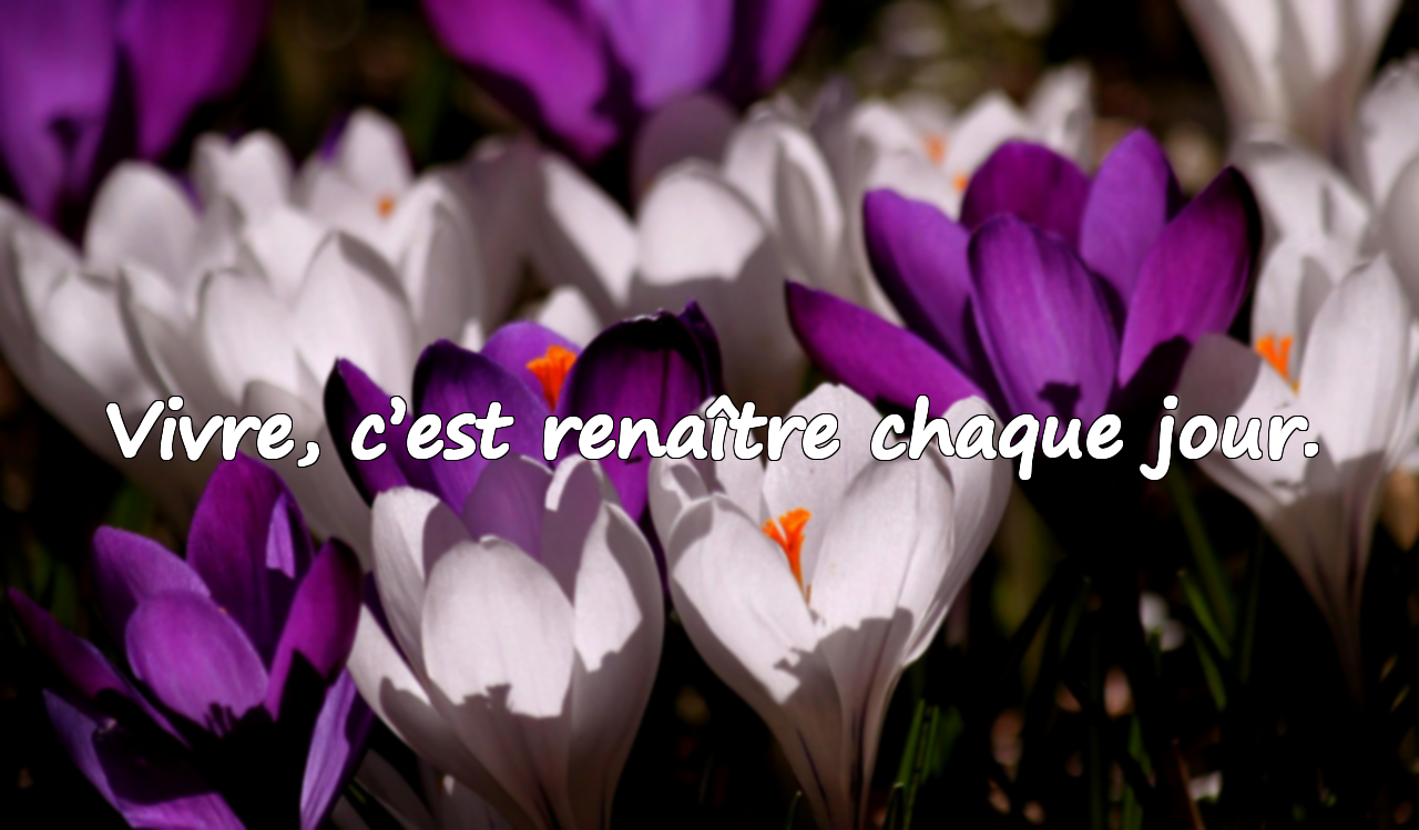 Belles citations sur la vie