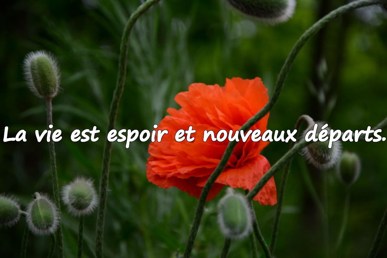 Belles citations sur la vie