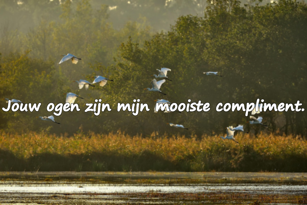 Betekenisvolle en complimenterende citaten over oogcontact