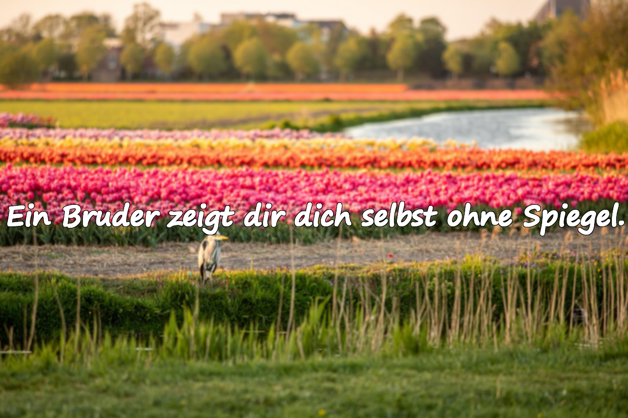 Brüderliche Sprüche