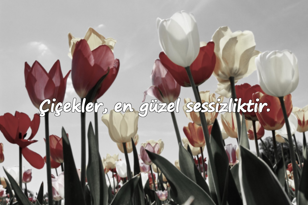 Çiçekler, en güzel sessizliktir.