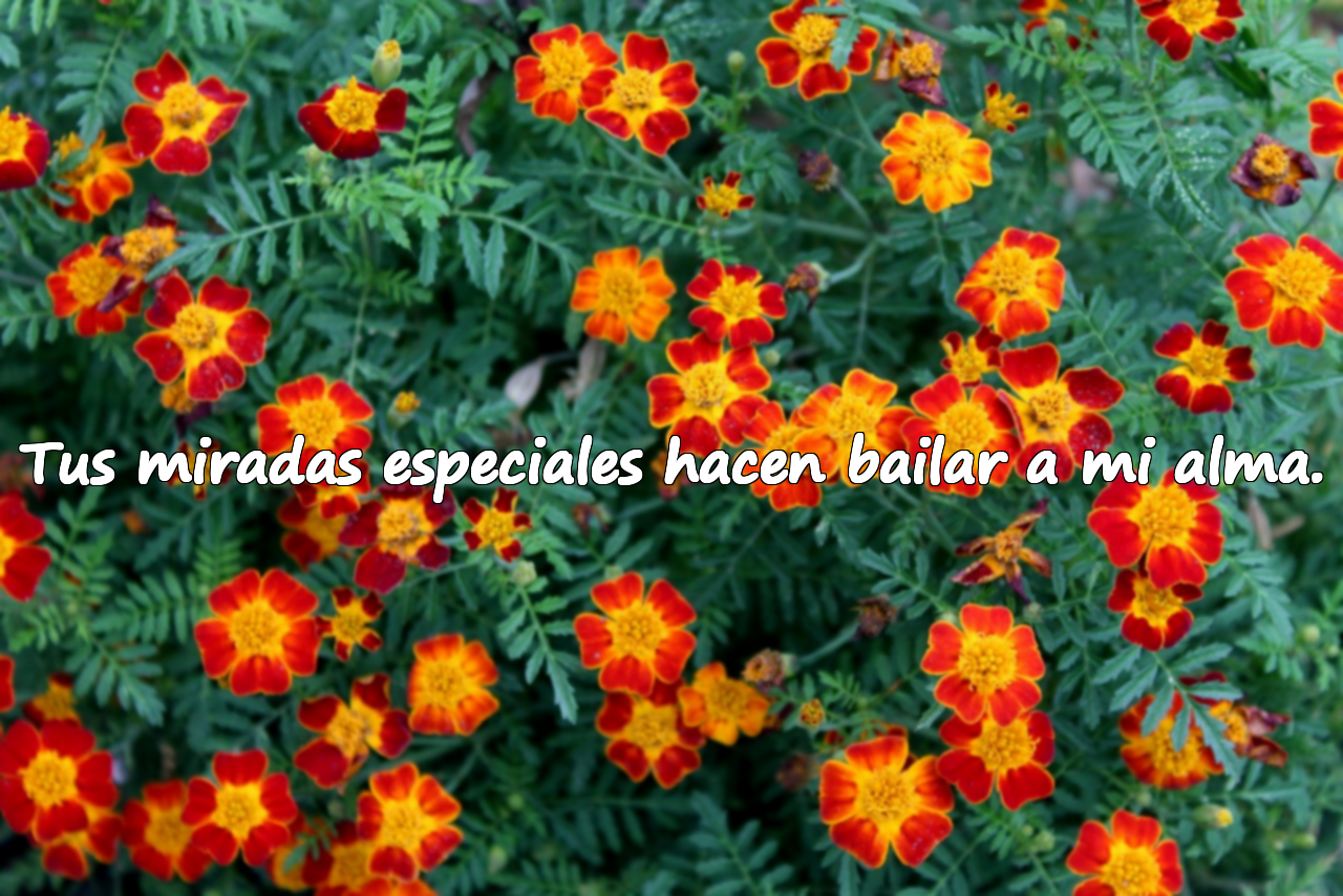 Tus miradas especiales hacen bailar a mi alma.