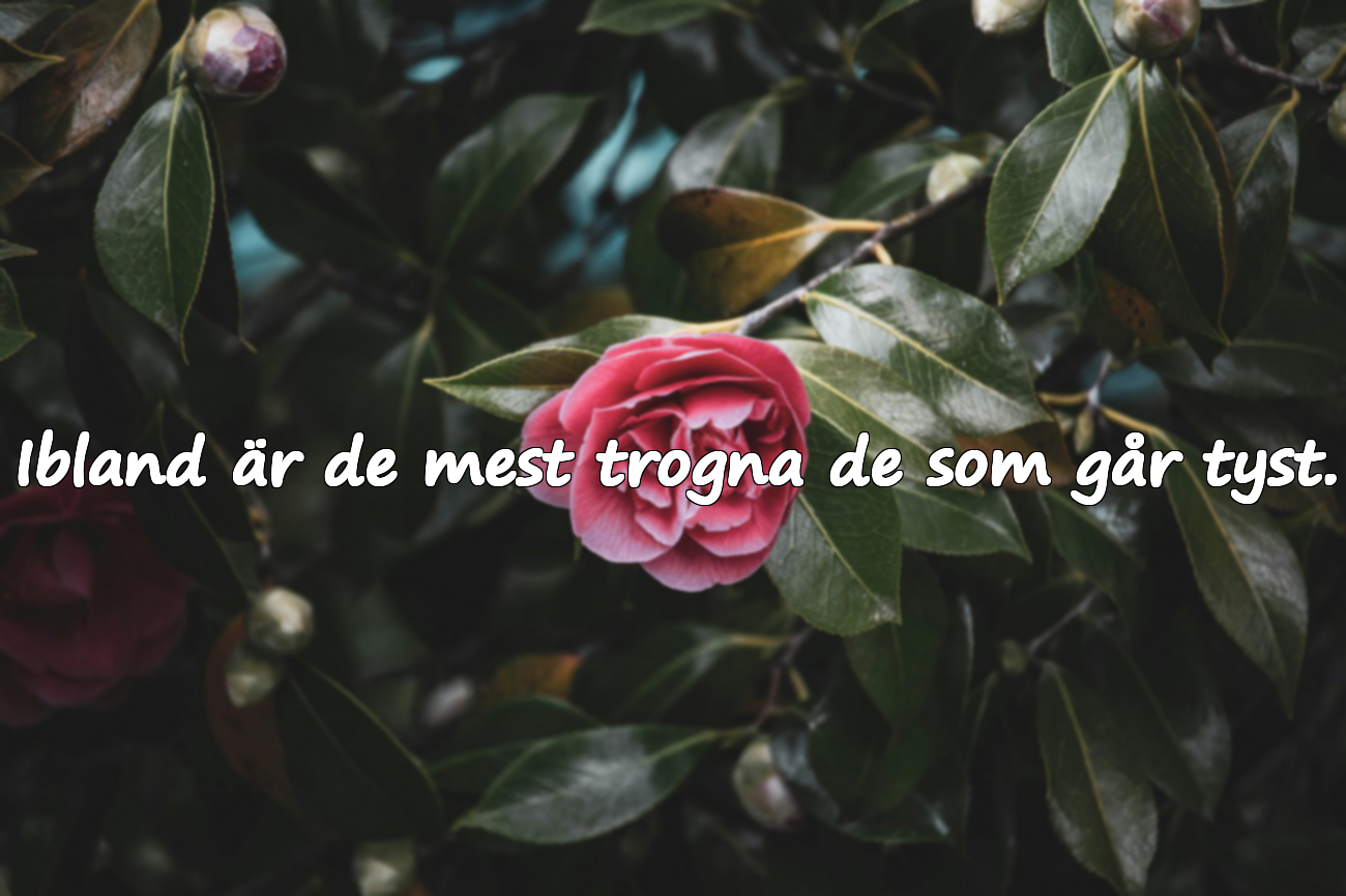 Citat om Otrohet