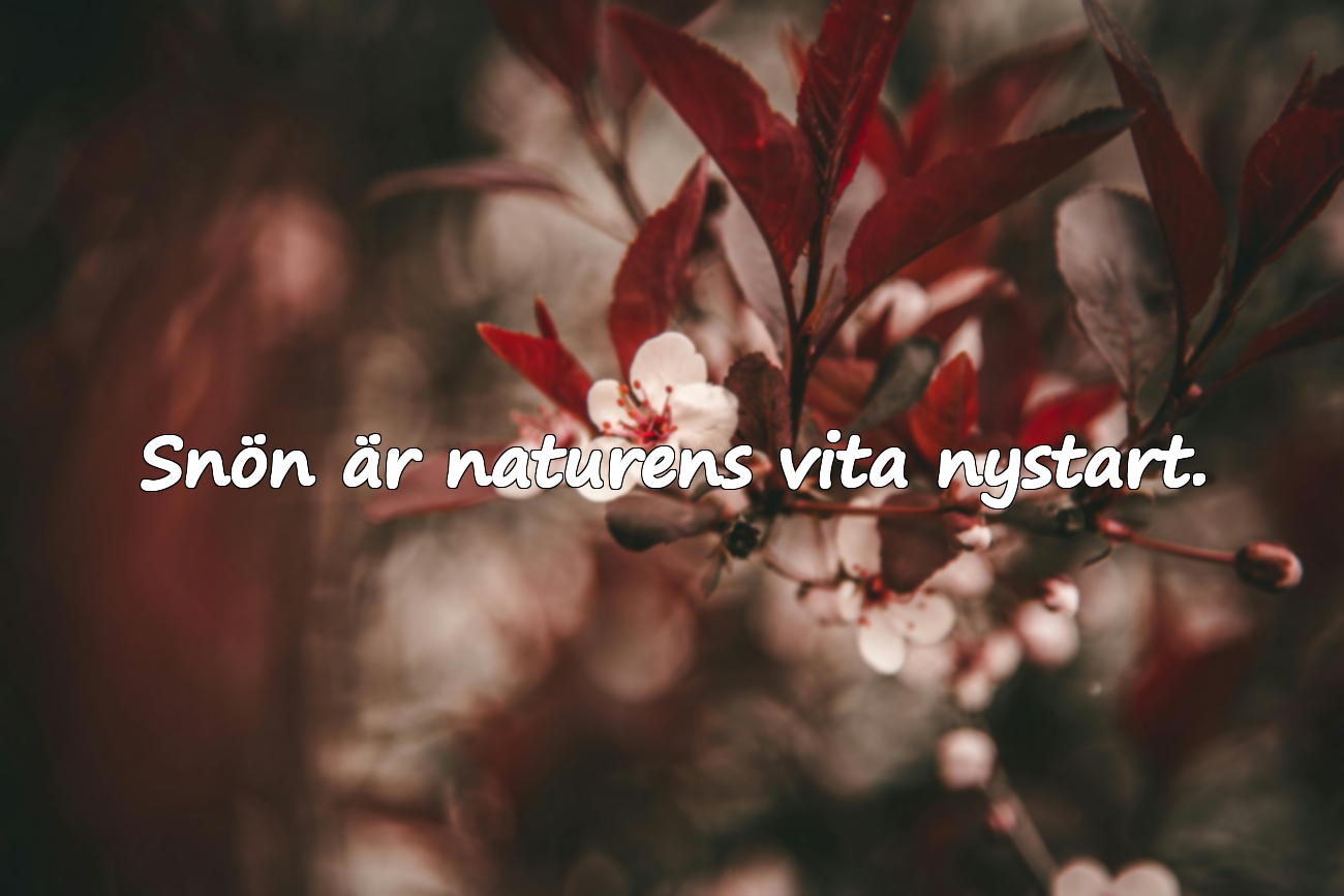 Snön är naturens vita nystart.