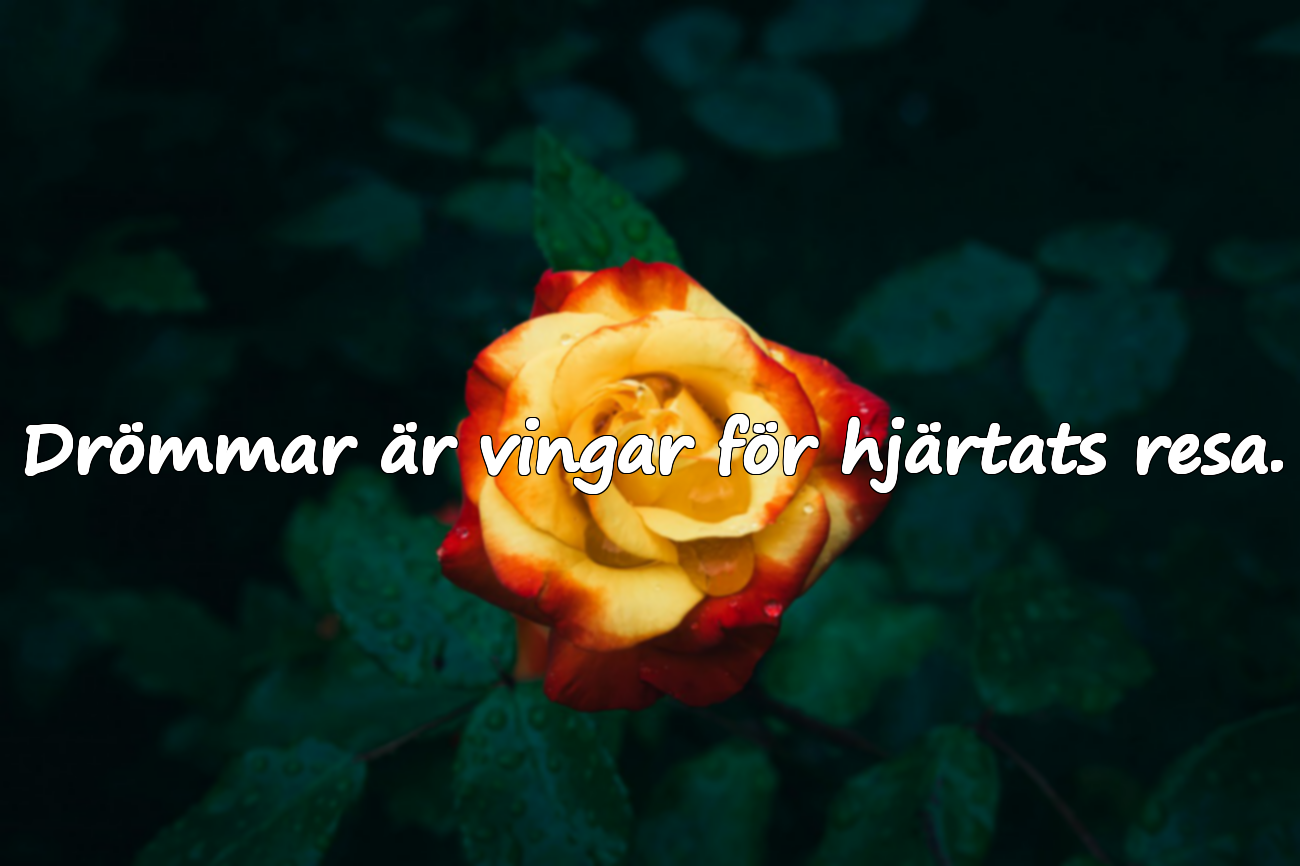 Citat om drömmar