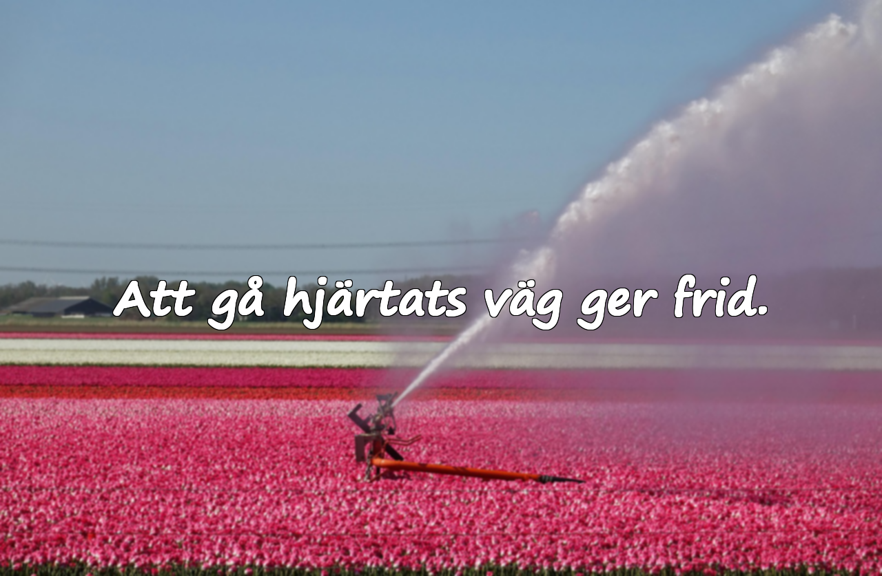 Att gå hjärtats väg ger frid.