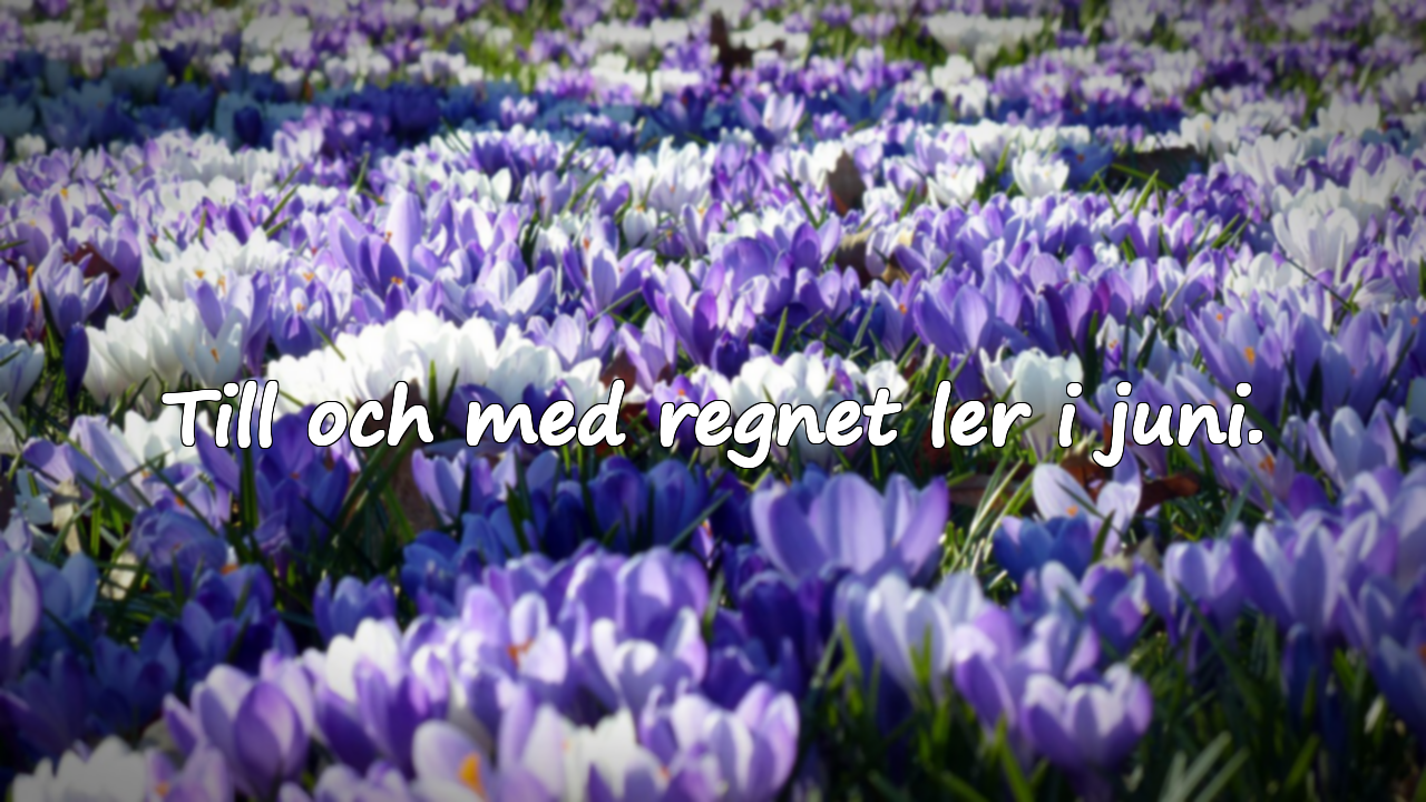 Till och med regnet ler i juni.