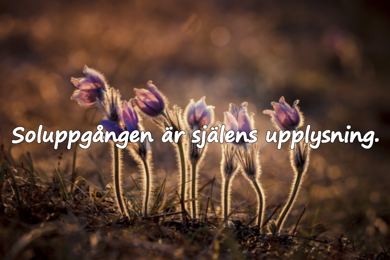 Citat om soluppgången