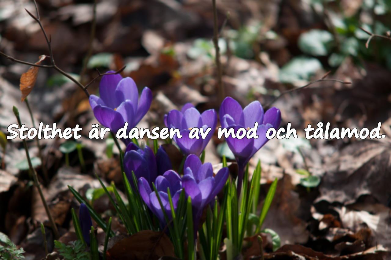 Citat om stolthet