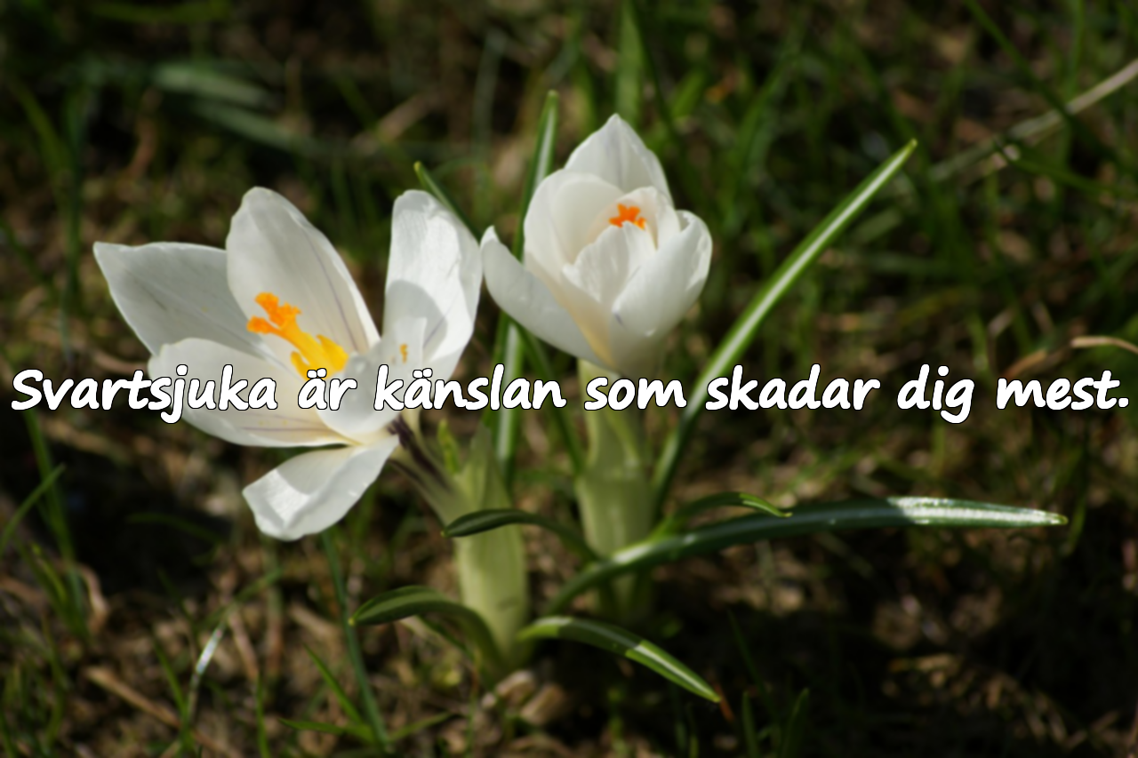 Citat om svartsjuka